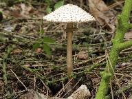 Leucoagaricus nympharum 