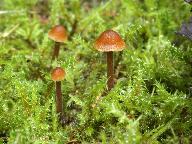 Galerina atkinsoniana 