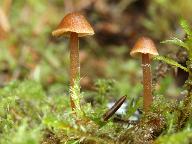 Galerina atkinsoniana