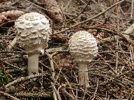 Chlorophyllum olivieri 