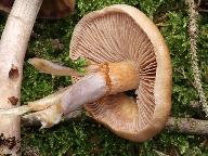 Cortinarius stillatitius 