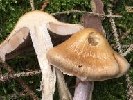 Cortinarius stillatitius 