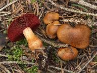 Cortinarius purpureus