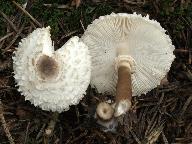 Leucoagaricus nympharum