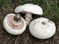 Agaricus bernardii