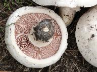 Agaricus bernardii