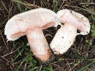 Agaricus bernardii