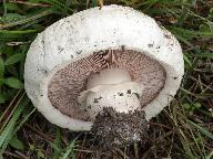 Agaricus bernardii