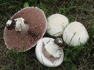 Agaricus arvensis 