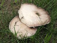 Agaricus arvensis