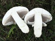 Agaricus arvensis