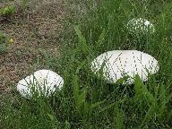 Agaricus arvensis