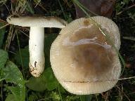 Russula insignis