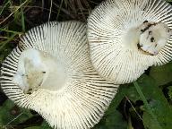 Russula insignis 