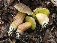 Xerocomus subtomentosus 