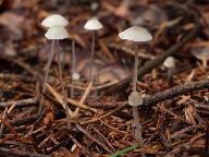 Mycena stylobates 