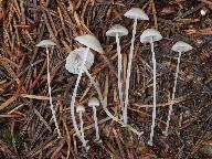 Mycena stylobates