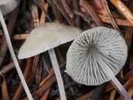 Mycena stylobates