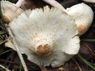 Lepiota apatelia 