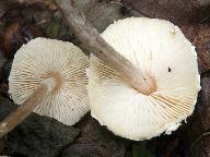 Lepiota apatelia 