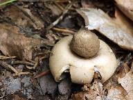 Geastrum fimbriatum 