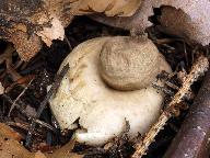 Geastrum fimbriatum 