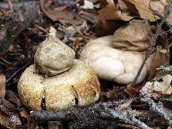 Geastrum fimbriatum 