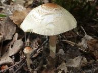 Lepiota apatelia 