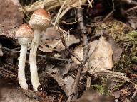 Lepiota apatelia 