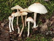 Lepiota apatelia 