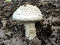 Amanita solitaria