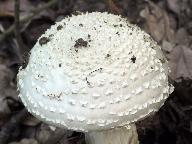 Amanita solitaria