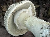 Amanita solitaria 