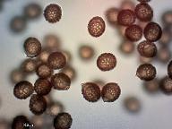 Strobilomyces strobilaceus 