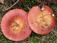 Russula velenovskyi 