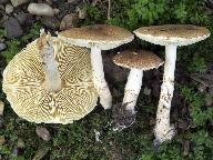 Lepiota cingulum 