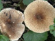 Lepiota cingulum 