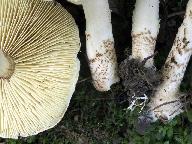 Lepiota cingulum 