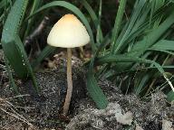 Conocybe pubescens