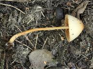 Conocybe pubescens 