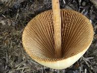 Conocybe pubescens 