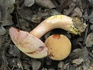 Rubinoboletus rubinus