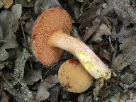 Rubinoboletus rubinus 