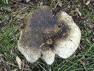 Russula fuliginosa 