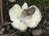 Russula fuliginosa 