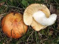 Russula intermedia