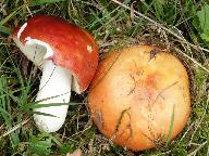 Russula intermedia