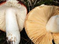 Russula intermedia