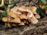 Mycena renati