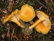 Cantharellus friesii 